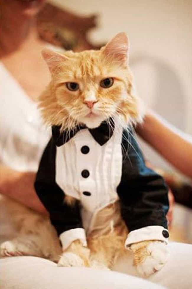 Purrfect Pictures of Cat  Weddings