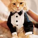 So, When You Say 'Life,' Are We Just Talking One or All Nine? on Random Purrfect Pictures of Cat Weddings