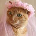 I'm Not Wearing White Because I Have 34 Kids by 5 Different Men on Random Purrfect Pictures of Cat Weddings