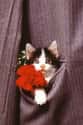 "Ladies...." on Random Purrfect Pictures of Cat Weddings