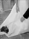But I Just Got Comfortable... on Random Purrfect Pictures of Cat Weddings