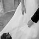 But I Just Got Comfortable... on Random Purrfect Pictures of Cat Weddings
