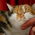 Cat Purrs Promote Healing Of Bones And Soft Tissue on Random Most Exciting Medical Benefits of Owning a Cat