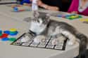 Therapy Cats Can Be Trained To Detect Seizures on Random Most Exciting Medical Benefits of Owning a Cat