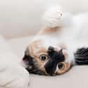 They Can Lead To A Longer And Healthier Life on Random Most Exciting Medical Benefits of Owning a Cat