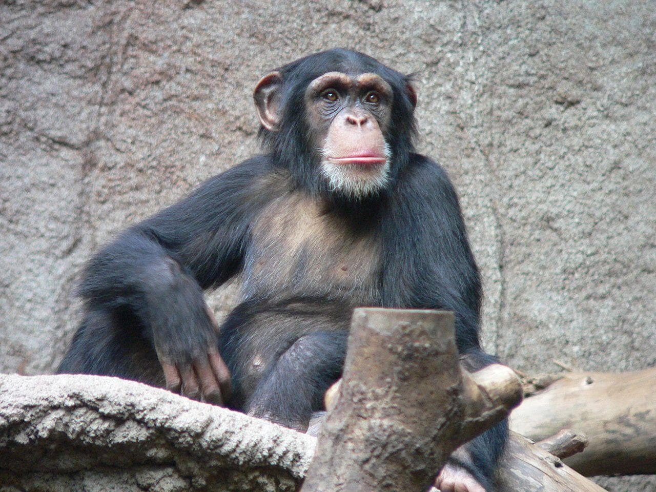 2009 chimpanzee attack travis