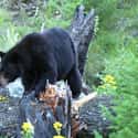 Teddy The Black Bear Killed His Owner While She Cleaned His Cage on Random Terrifying Stories Of Pets Who Turned On Their Owners
