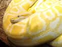 Gypsy The Burmese Python Strangled A Toddler on Random Terrifying Stories Of Pets Who Turned On Their Owners