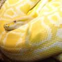 Gypsy The Burmese Python Strangled A Toddler on Random Terrifying Stories Of Pets Who Turned On Their Owners