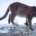 A Pet Mountain Lion Attacked A Child In Texas on Random Terrifying Stories Of Pets Who Turned On Their Owners