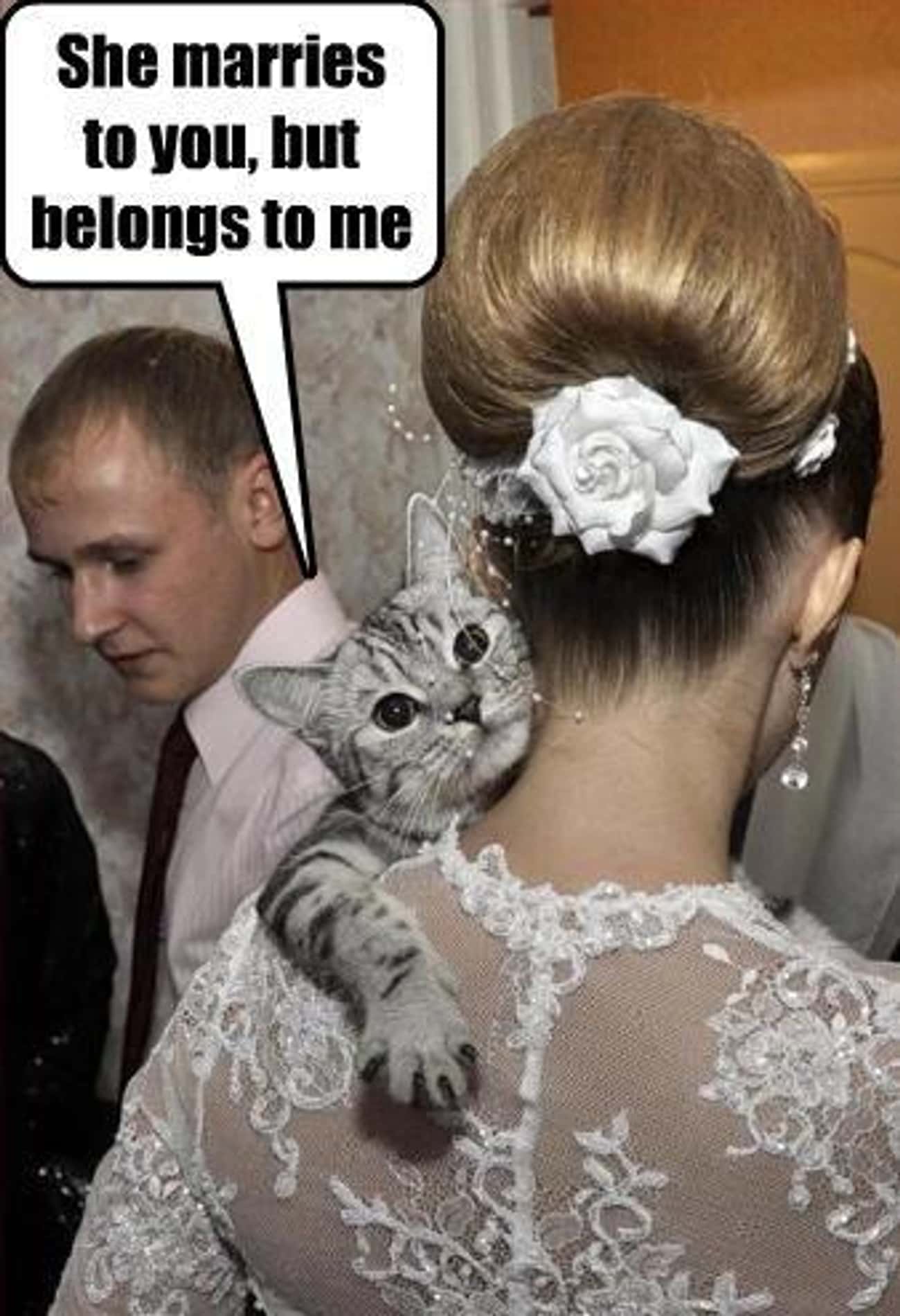 Кошки выходят замуж. Выйти замуж картинки с приколами. Картинки выхожу замуж прикольные. Кота женили. Выйду замуж прикол.