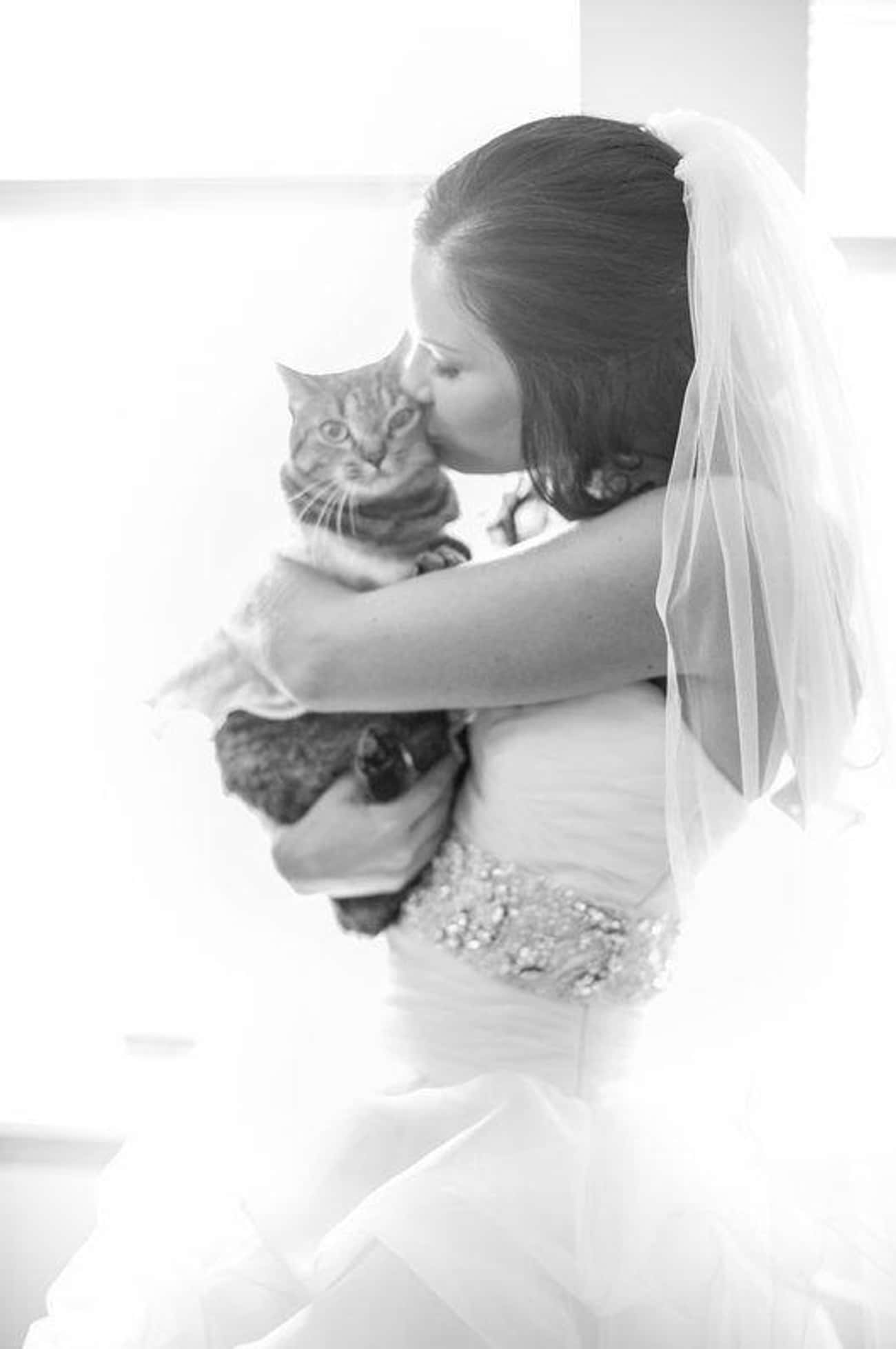 Кошка невеста