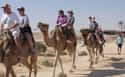 You Can Get Seasick from Riding a Camel on Random Nausea-Inducing Things You Didn't Know About Seasickness