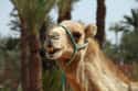 A Camel In Heat Trampled Its Owner on Random Terrifying Stories Of Pets Who Turned On Their Owners