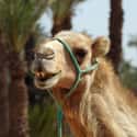 A Camel In Heat Trampled Its Owner on Random Terrifying Stories Of Pets Who Turned On Their Owners
