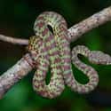 A Pit Viper Bit Its Owner on Random Terrifying Stories Of Pets Who Turned On Their Owners