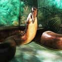 The Titanoboa Is The Largest Snake That Has Ever Lived on Random Fun Facts You Should Know About Snakes