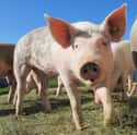 A Farmer Was Devoured By His Pet Pigs on Random Terrifying Stories Of Pets Who Turned On Their Owners