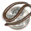 This Snake Can Fit On A Quarter on Random Fun Facts You Should Know About Snakes