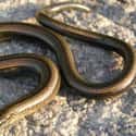 Snakes vs. Legless Lizards on Random Fun Facts You Should Know About Snakes
