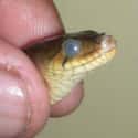 Snakes Do Not Have Eyelids on Random Fun Facts You Should Know About Snakes