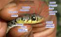 The Vast Terminology Of Snake Head Scales on Random Fun Facts You Should Know About Snakes