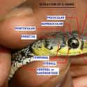 The Vast Terminology Of Snake Head Scales on Random Fun Facts You Should Know About Snakes