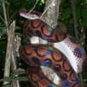 Rainbow Boas Were Once Popular Pets on Random Fun Facts You Should Know About Snakes