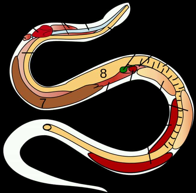 Какое тело у змеи. Строение змеи органы. Анатомия змеи. Внутреннее строение змеи. Внутренне строение змей.