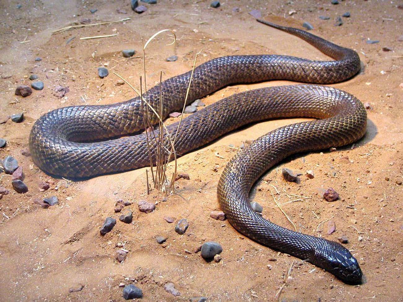 The Inland Taipan Is The Most Venomous Snake In The World