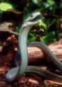 The Black Mamba Is The Most Dangerous Snake In The World on Random Fun Facts You Should Know About Snakes