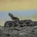 The Deadliest Snakes In The World Are The 'Big Four' on Random Fun Facts You Should Know About Snakes