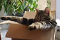 Jacuzzi Box Cat on Random Cats and Cardboard: A Photo Love Story