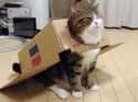 Rocket CAAAAAAAT on Random Cats and Cardboard: A Photo Love Story