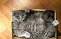 Lazy Sunday on Random Cats and Cardboard: A Photo Love Story