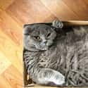 Lazy Sunday on Random Cats and Cardboard: A Photo Love Story