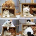 Teamwork Makes the Dream Work on Random Cats and Cardboard: A Photo Love Story