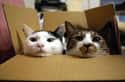 The Cat Version of a Boxing Match on Random Cats and Cardboard: A Photo Love Story