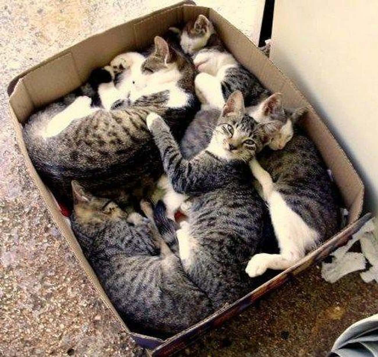 Неделя большими кошками. Много котиков в коробке. Кошка с котятами в коробке. Кошка с котята в коробкк. Котик в коробке.