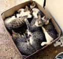 The Costco Kitty Box on Random Cats and Cardboard: A Photo Love Story