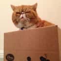 Guru Kitty Is Enlightened on Random Cats and Cardboard: A Photo Love Story