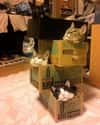 Stacks of Cats on Random Cats and Cardboard: A Photo Love Story