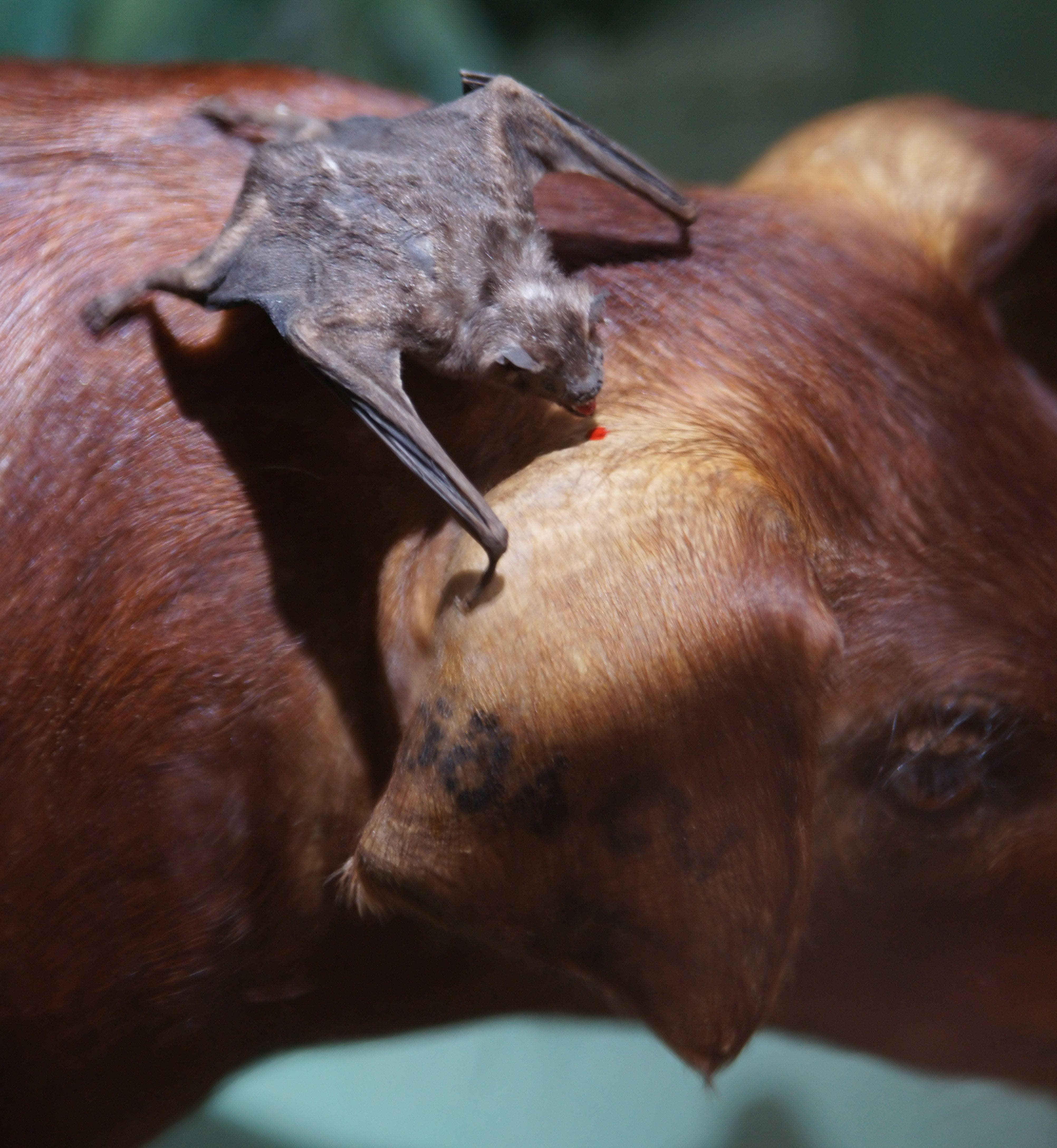 Do Vampires Exist? Real-Life Examples of Vampires, Including Humans