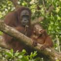 Orangutans Have The Longest Childhood Of Any Animal on Random Fun Facts You Should Know About Apes