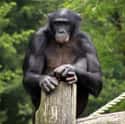 Bonobo Chimps Make Love, Not War on Random Fun Facts You Should Know About Apes