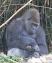 Gorillas Aren't Fat, They Have Enlarged Instestines on Random Fun Facts You Should Know About Apes