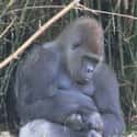 Gorillas Aren't Fat, They Have Enlarged Instestines on Random Fun Facts You Should Know About Apes
