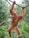 Their Arms Are Longer Than Their Legs on Random Fun Facts You Should Know About Apes