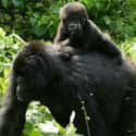 Apes Learn Parenting Skills By Observation on Random Fun Facts You Should Know About Apes
