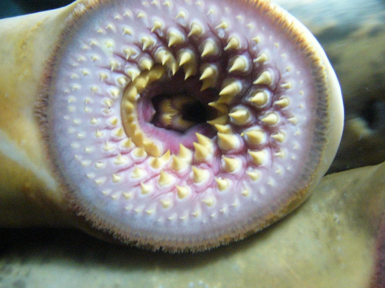 Lampreys